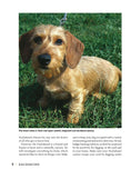 Load image into Gallery viewer, Dachshund
