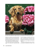 Load image into Gallery viewer, Dachshund
