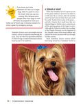 Load image into Gallery viewer, Yorkshire Terrier
