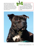 Load image into Gallery viewer, American Pit Bull Terrier
