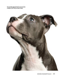 Load image into Gallery viewer, American Pit Bull Terrier
