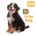 Load image into Gallery viewer, My First ABC Animal Book
