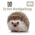 Load image into Gallery viewer, My First ABC Animal Book
