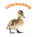 Load image into Gallery viewer, Peek and See Baby Animals All Grown Up

