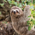 Load image into Gallery viewer, Peek and See Baby Animals All Grown Up
