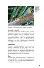 Green Anoles
