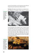 Load image into Gallery viewer, Red-Eared Sliders
