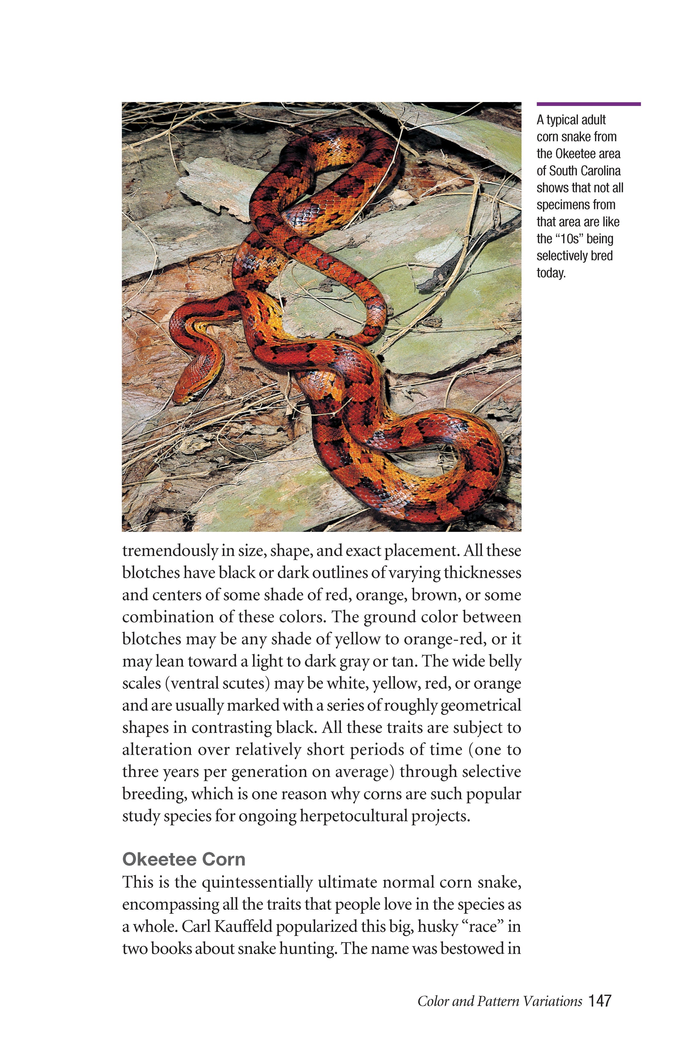 Corn Snakes