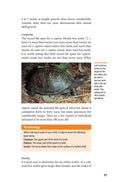 Load image into Gallery viewer, The Box Turtle Manual
