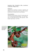 Load image into Gallery viewer, Boa Constrictor Manual
