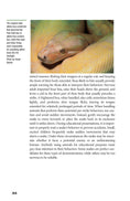 Load image into Gallery viewer, Boa Constrictor Manual
