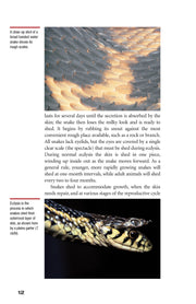 Garter Snakes and Water Snakes