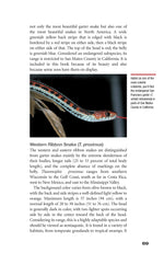 Garter Snakes and Water Snakes