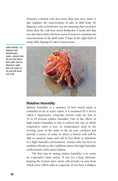 Load image into Gallery viewer, Land Hermit Crabs
