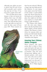 Lizards