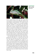 Load image into Gallery viewer, Chameleons
