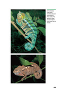 Load image into Gallery viewer, Chameleons
