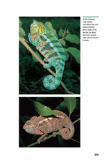 Chameleons