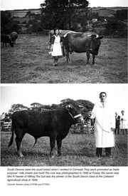 Charismatic Cows and Beefcake Bulls