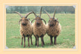 Load image into Gallery viewer, Know More Sheep
