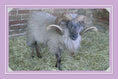 Load image into Gallery viewer, Know More Sheep
