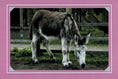 Load image into Gallery viewer, Know Your Donkeys
