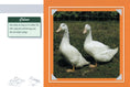 Load image into Gallery viewer, Know Your Ducks
