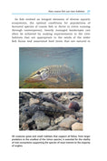 Load image into Gallery viewer, River Habitats for Coarse Fish
