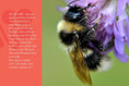 Load image into Gallery viewer, Know Your Bees
