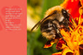 Load image into Gallery viewer, Know Your Bees
