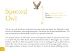 Know Your Owls