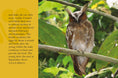 Load image into Gallery viewer, Know Your Owls
