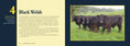 Load image into Gallery viewer, Know Your Cows
