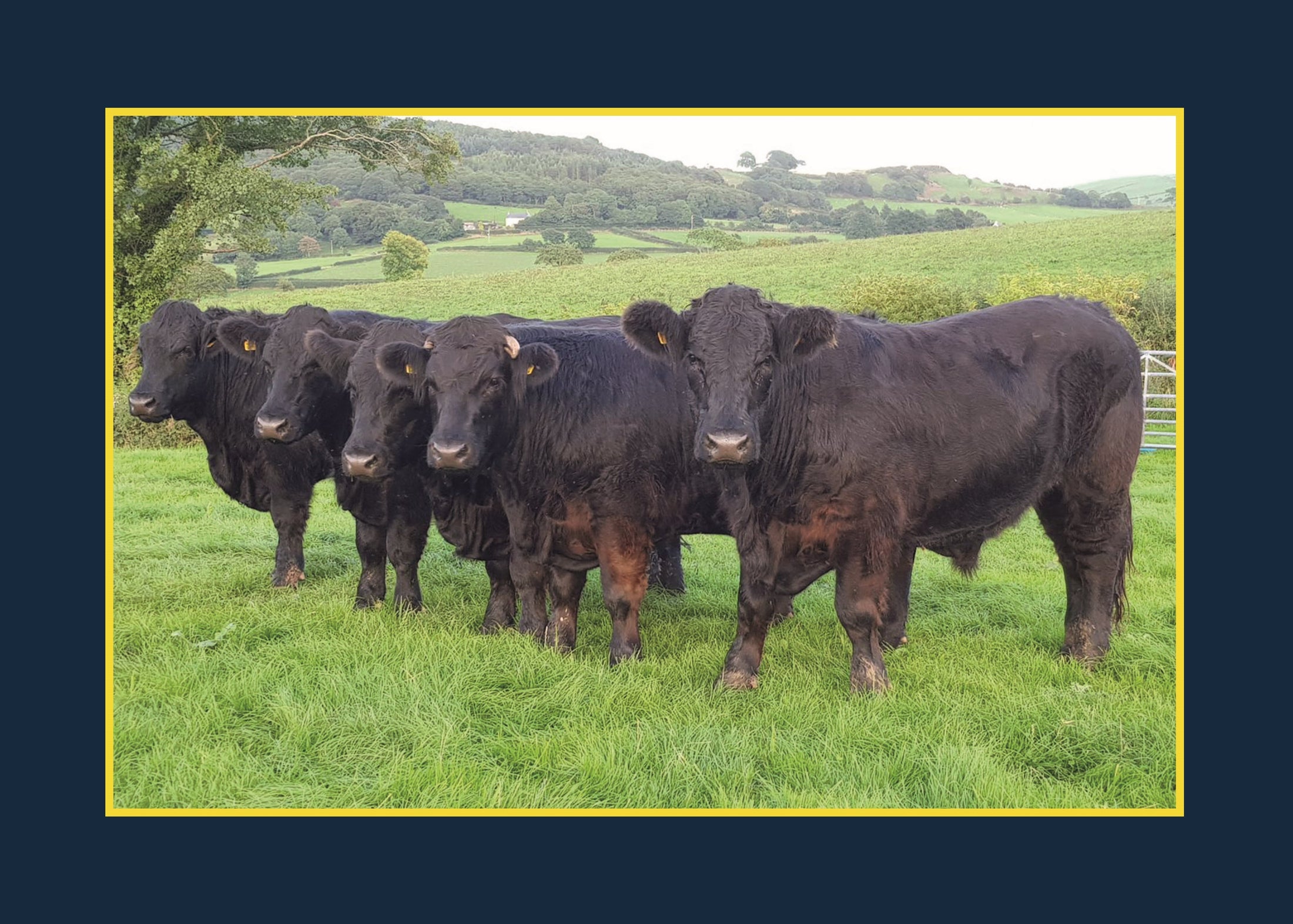 Know Your Cows