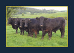 Know Your Cows