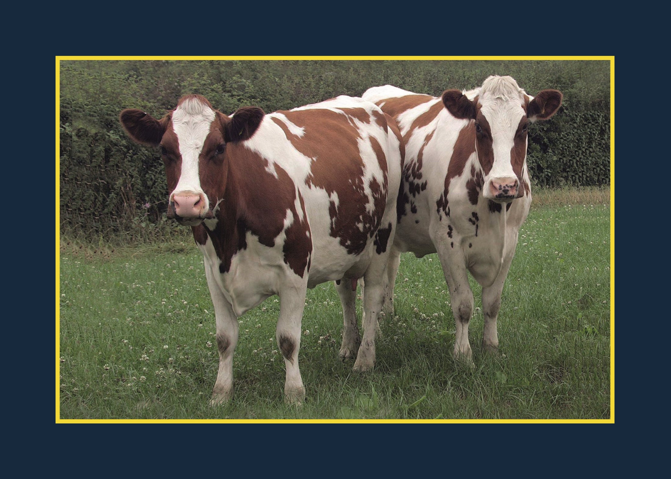 Know Your Cows