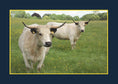Load image into Gallery viewer, Know Your Cows
