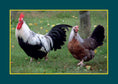 Load image into Gallery viewer, Know Your Chickens
