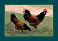 Load image into Gallery viewer, Know Your Chickens
