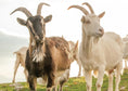 Load image into Gallery viewer, Know Your Goats
