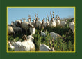 Load image into Gallery viewer, Know Your Goats

