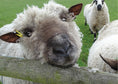 Load image into Gallery viewer, Know Your Sheep
