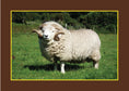 Load image into Gallery viewer, Know Your Sheep
