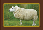 Know Your Sheep