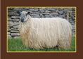 Load image into Gallery viewer, Know Your Sheep
