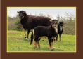 Load image into Gallery viewer, Know Your Sheep
