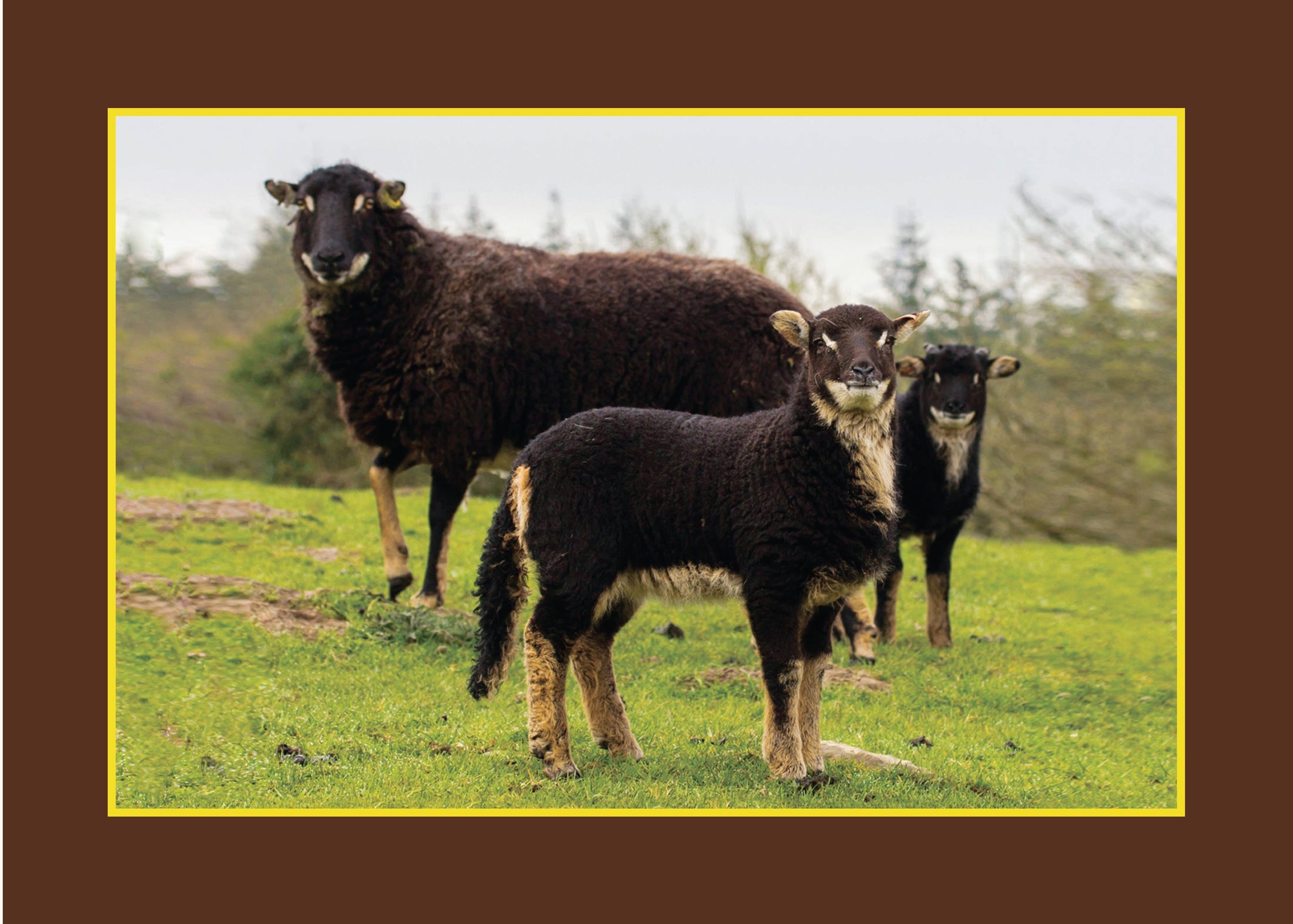 Know Your Sheep