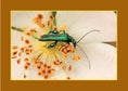 Load image into Gallery viewer, Know Your Pollinators
