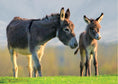 Load image into Gallery viewer, Know Your Donkeys & Mules
