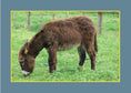 Load image into Gallery viewer, Know Your Donkeys & Mules

